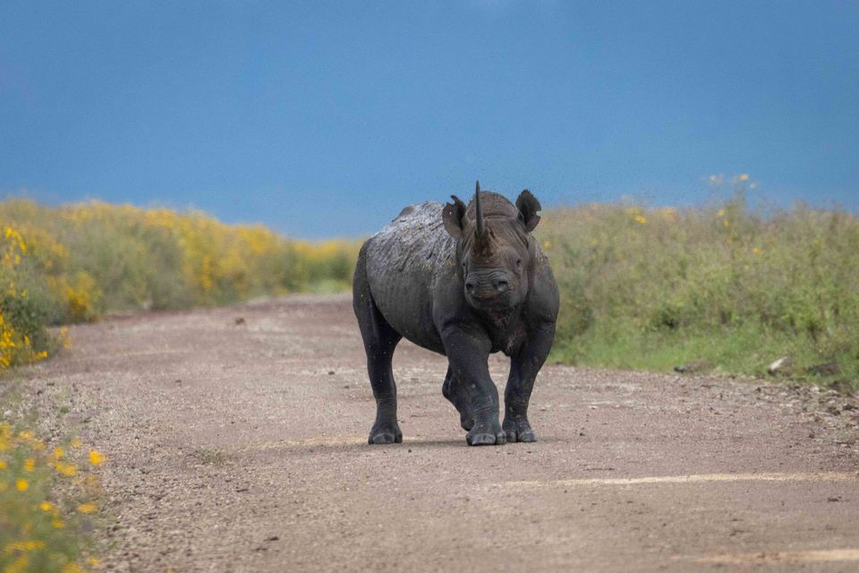 Tanzania wildlife Ngorongoro neushoorn AZ (5).jpg - Jambo Safari Club